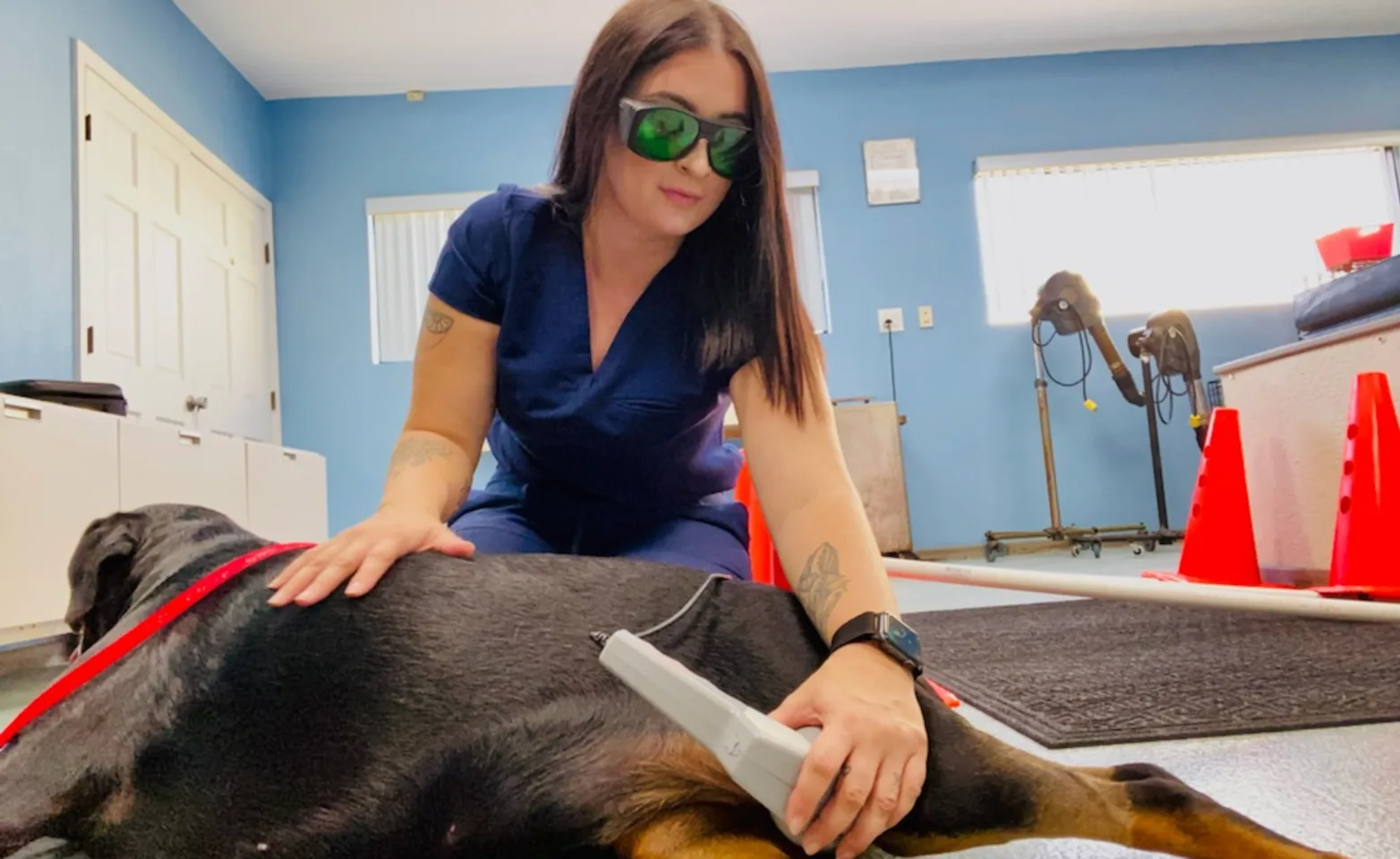 Nurse performing laser therapy on dog